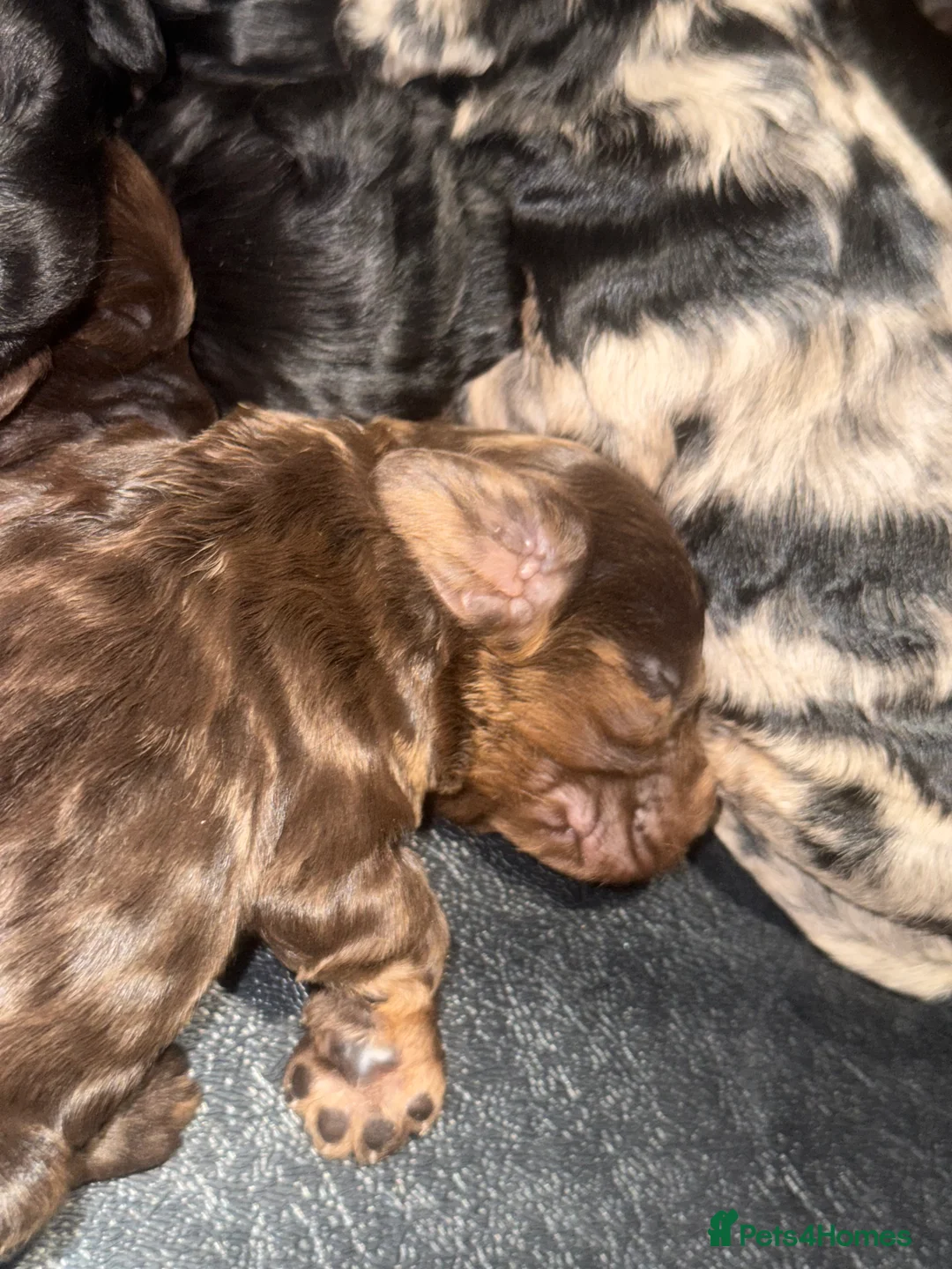 Toy Poodle dogs for stud: Chocolate Merle Toy tri gene stud  - Advert 12