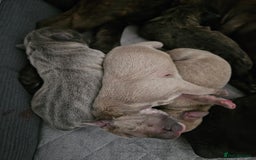 Staffordshire Bull Terrier dogs for sale: Staffy pups - Image 5