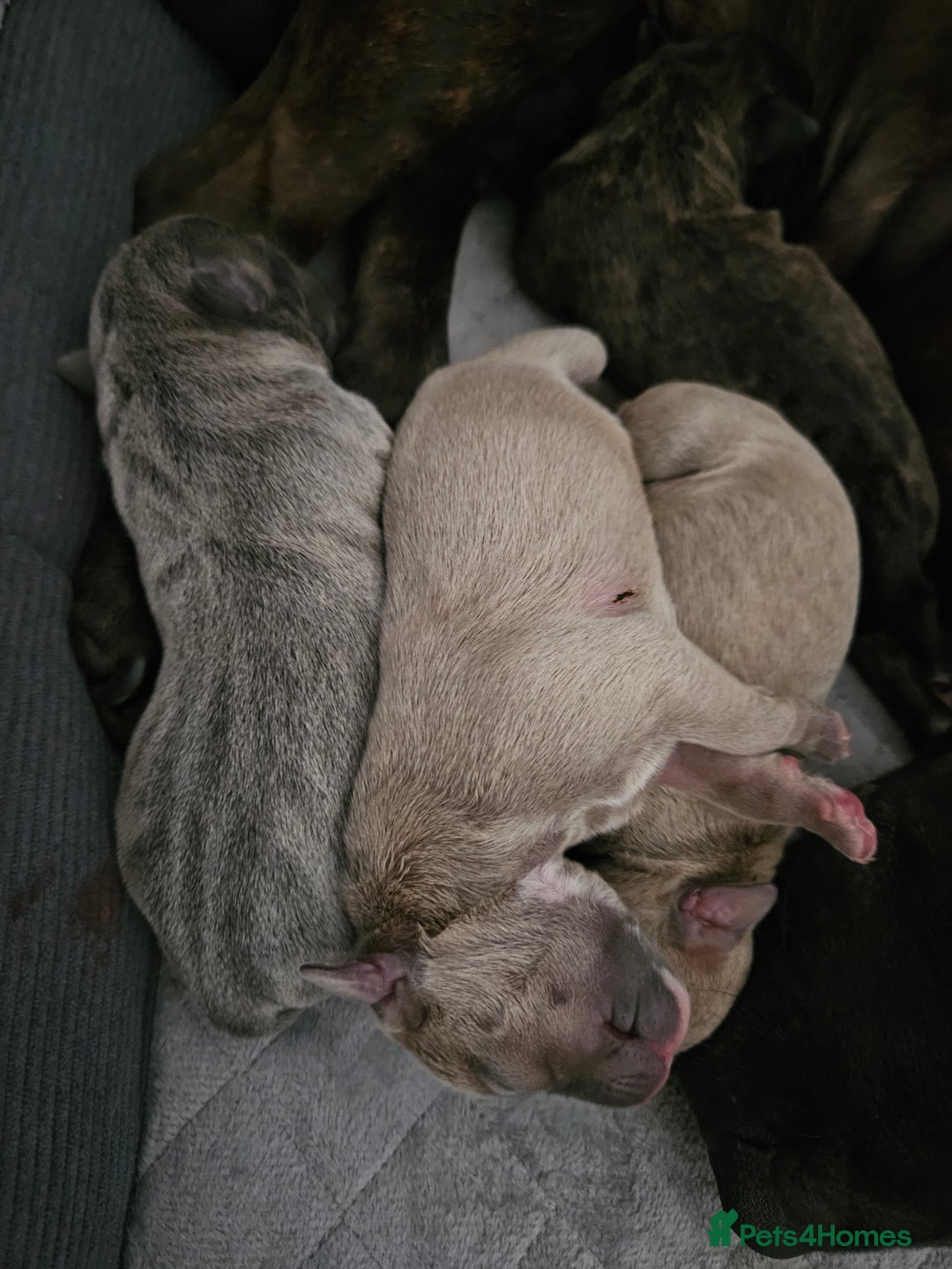 Staffordshire Bull Terrier dogs for sale: Staffy pups - Image 5