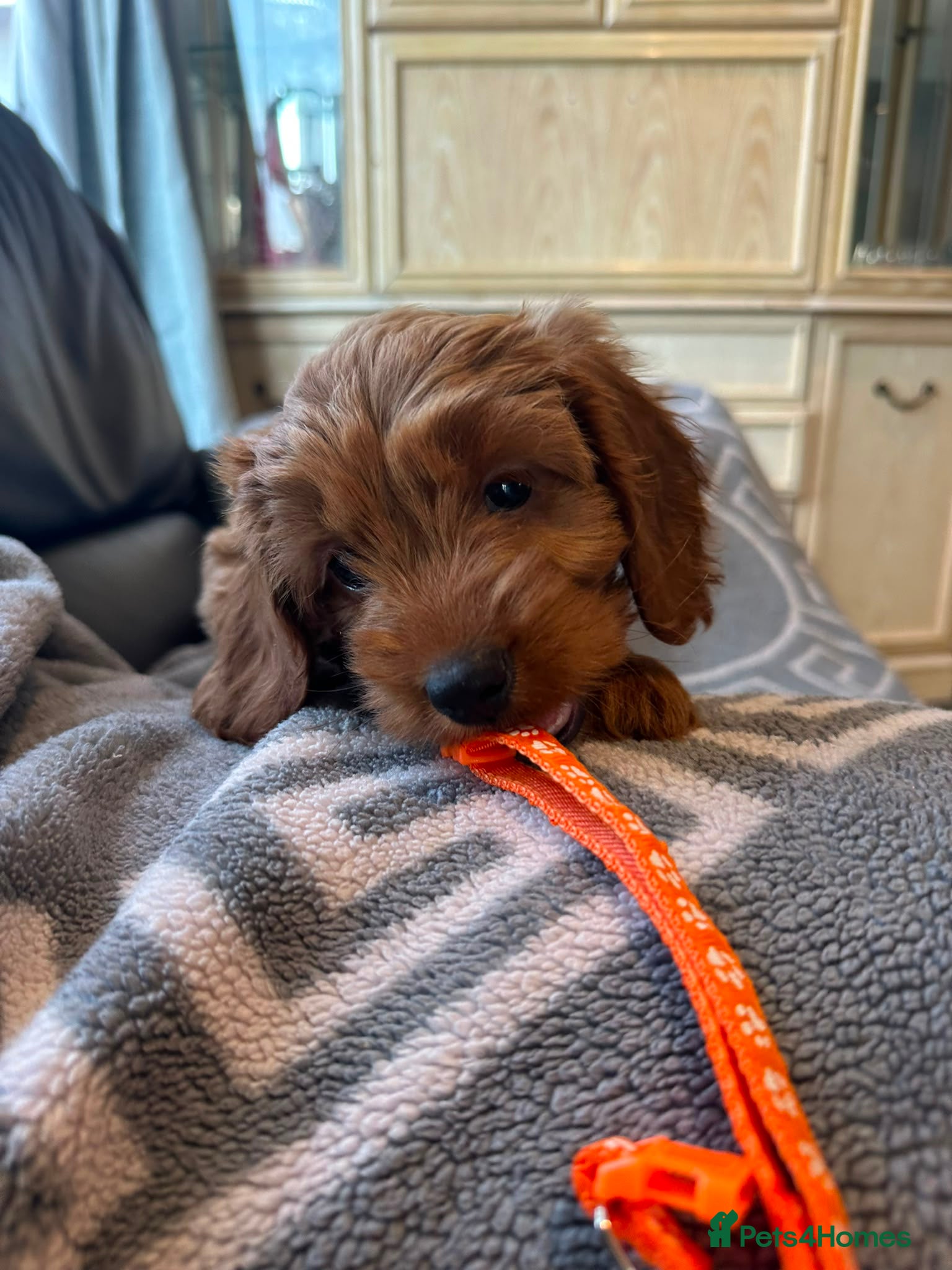 Cockapoo dogs Rox 4 red F1b  fully  health tested ready 18july   - Advert 9