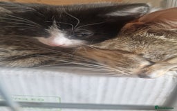 Mixed Breed cats for sale: 1 black and white kitten  - Image 6