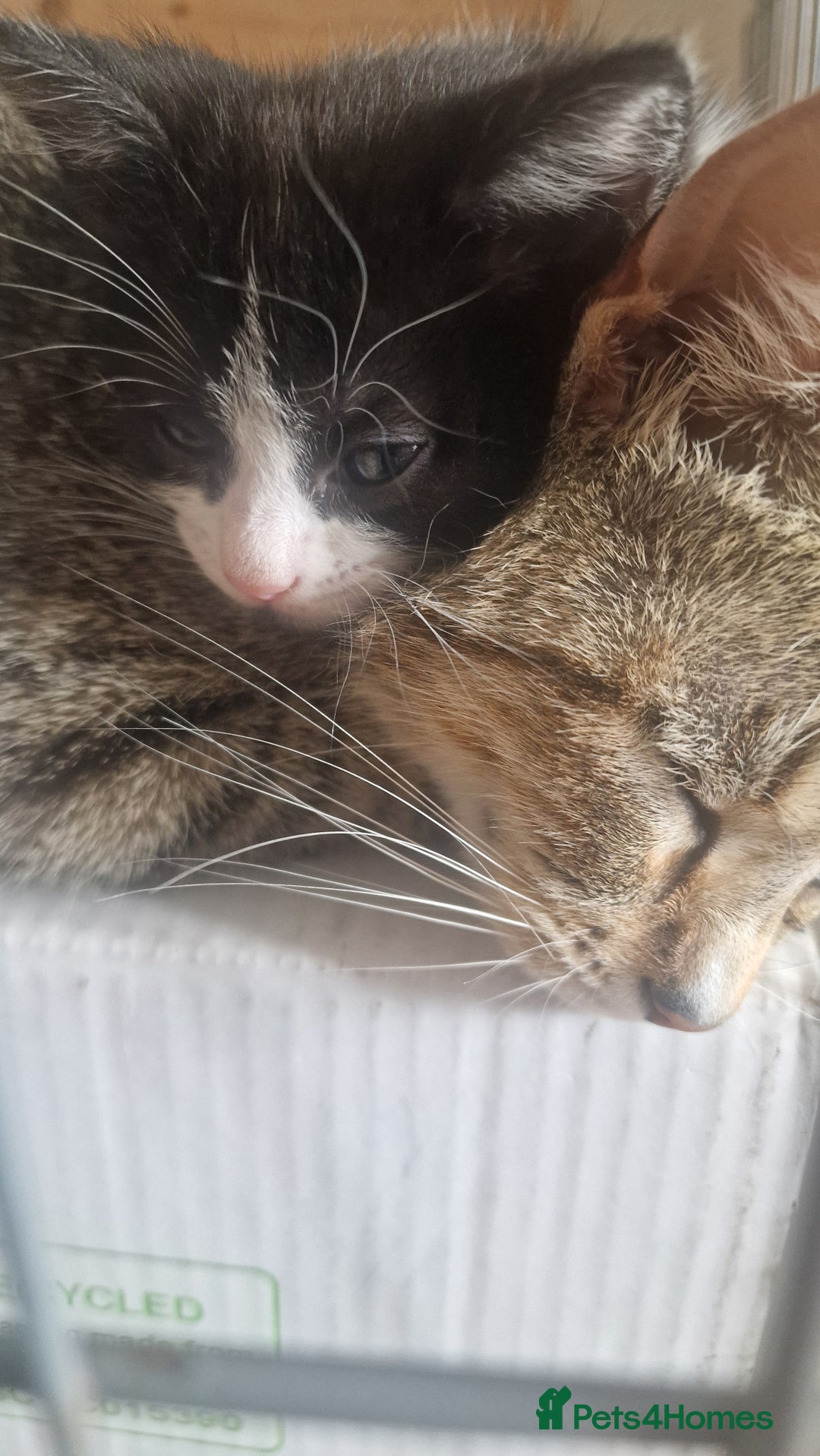 Mixed Breed cats for sale: 1 black and white kitten  - Image 6