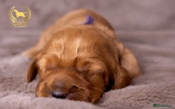 Cockapoo dogs for sale: STUNNING GOLDEN F2 COCKAPOOS - Image 13