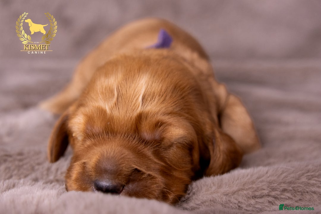 Cockapoo dogs for sale: STUNNING GOLDEN F2 COCKAPOOS - Image 13