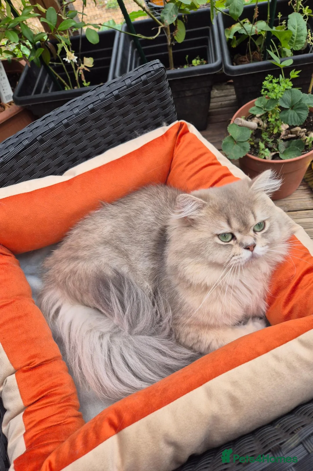 British Longhair cats for stud: Experienced British Longhair stud - Advert 2