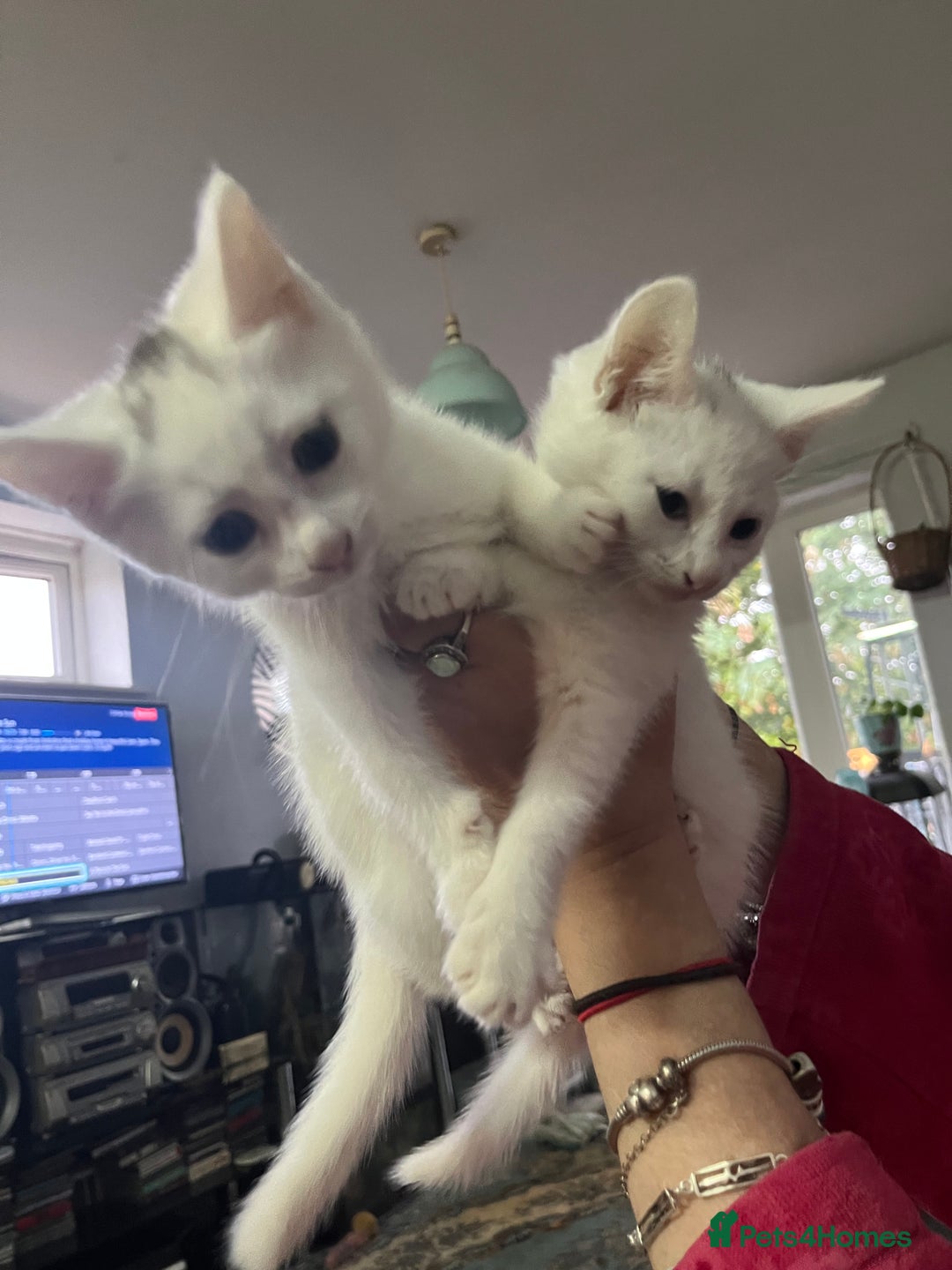 Domestic Shorthair cats for sale: Luna and Lily - Image 1