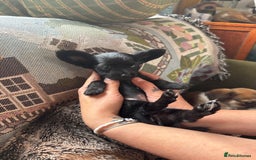 Chihuahua dogs for sale: Chihuahua X Puppies - Image 25