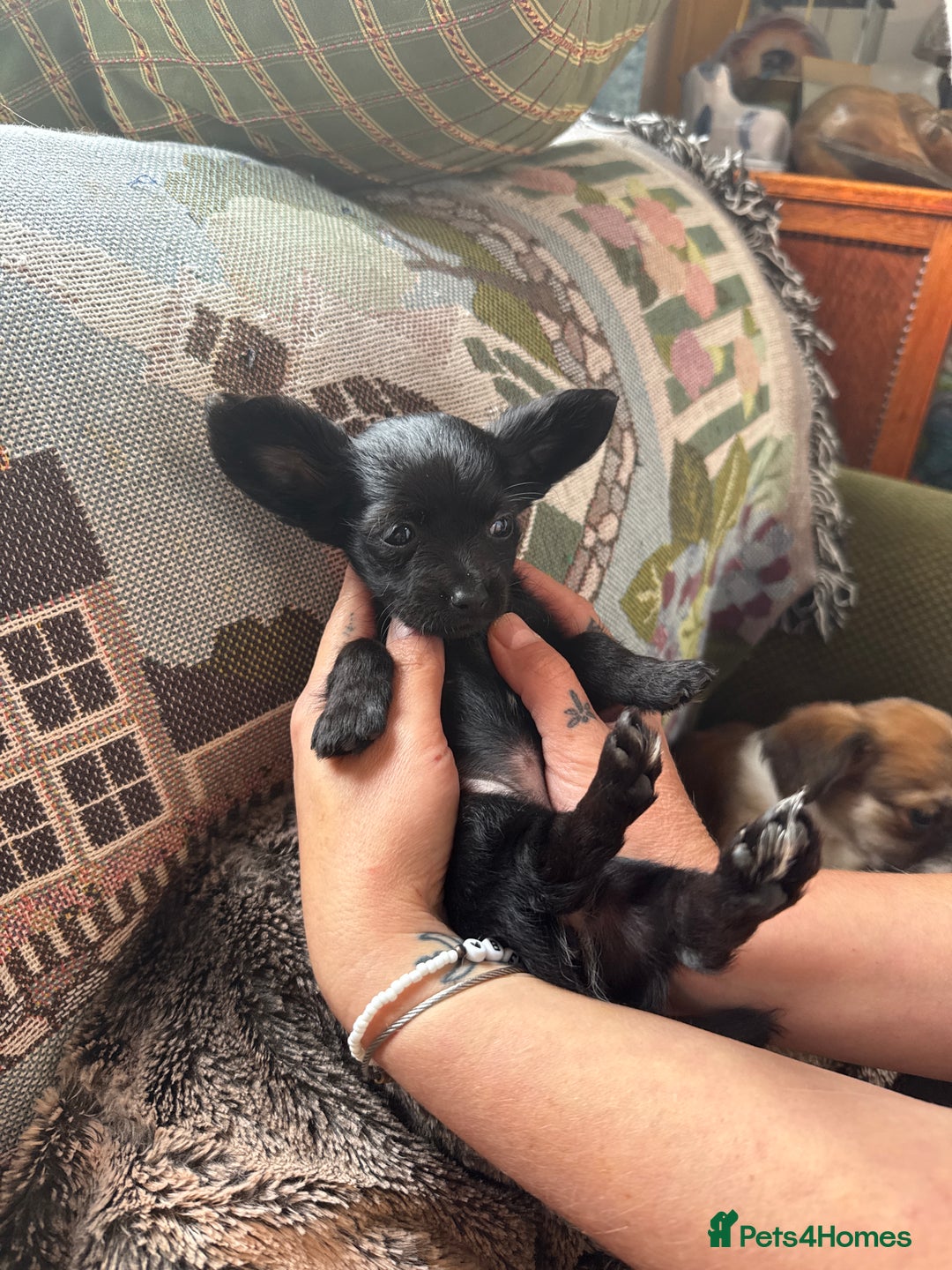 Chihuahua dogs for sale: Chihuahua X Puppies - Image 25