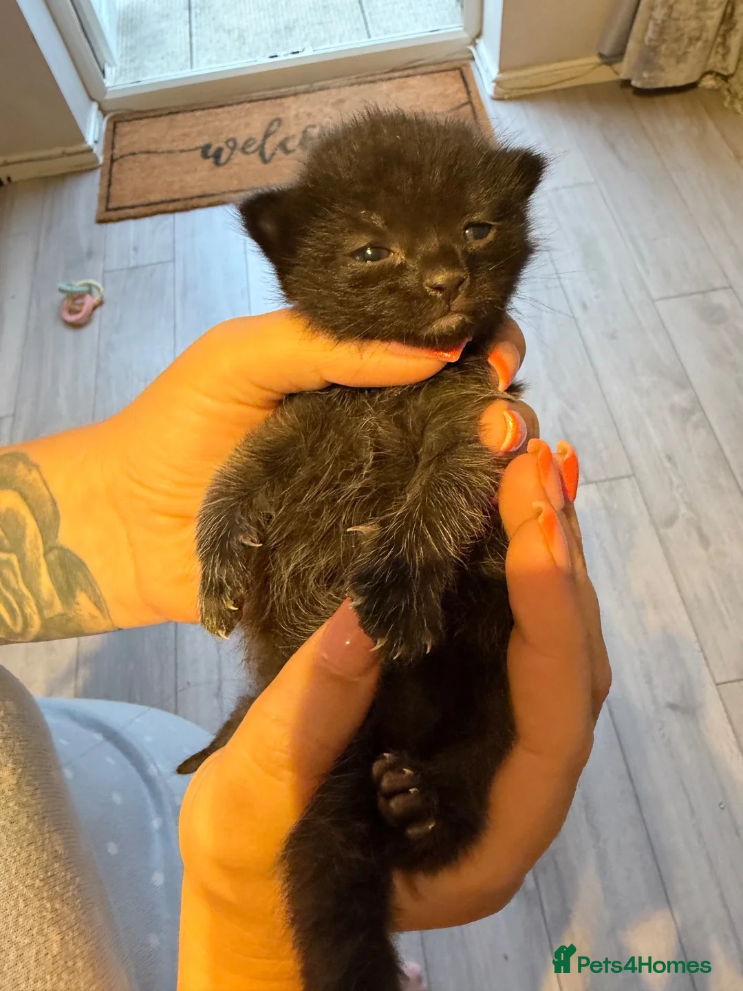 Mixed Breed cats for sale: Kittens for Sale - Advert 2