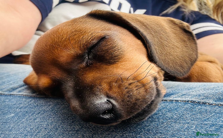Miniature Dachshund dogs - Advert 3