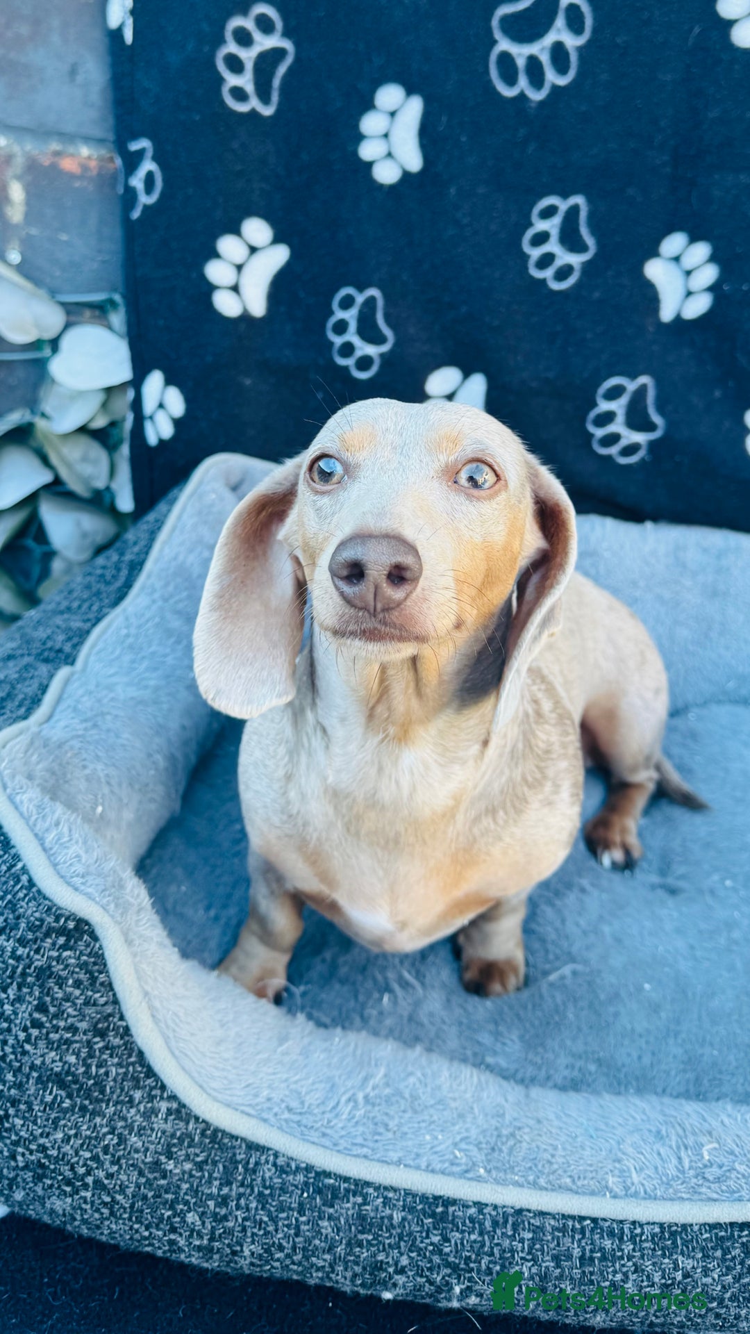 Miniature Dachshund dogs for sale: Miniature Dachshund - KC reg - Image 4