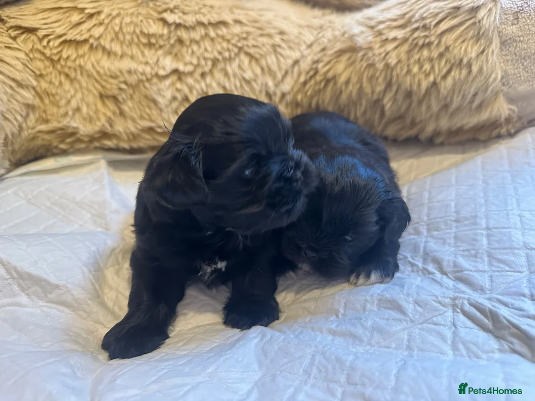 Shih Tzu dogs for sale: Pedigree Shih Tzu puppies - Advert 2