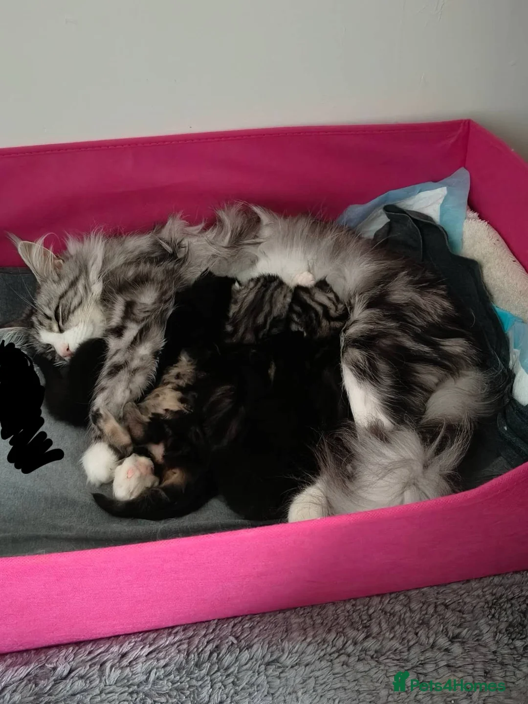 Maine Coon cats for sale: NEW YEARS EVE MAINE COON KITTENS - Advert 1