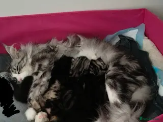 Maine Coon cats NEW YEARS EVE MAINE COON KITTENS in Plymouth - Advert 6