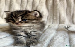 Mixed Breed cats for sale: 4 beautiful kittens available to reserve - Image 7