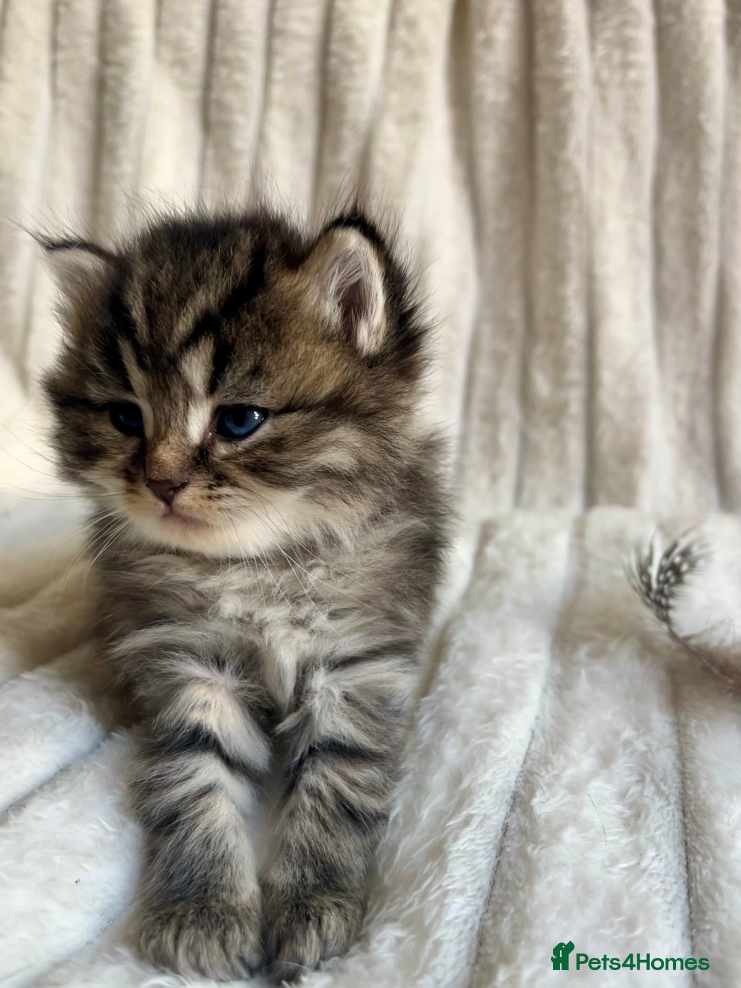 Mixed Breed cats for sale: 4 beautiful kittens available to reserve - Image 7