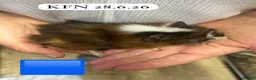 Guinea Pig rodents for sale: Gorgeous baby guinea pigs. Sheffield - Advert 13