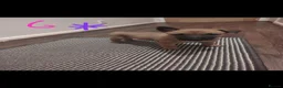 Belgian Shepherd Dog dogs for sale: Belgian malinois x Dutch herder - Advert 9