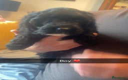 Cockapoo dogs for sale: Beautiful F1 cockapoo  - Advert 4