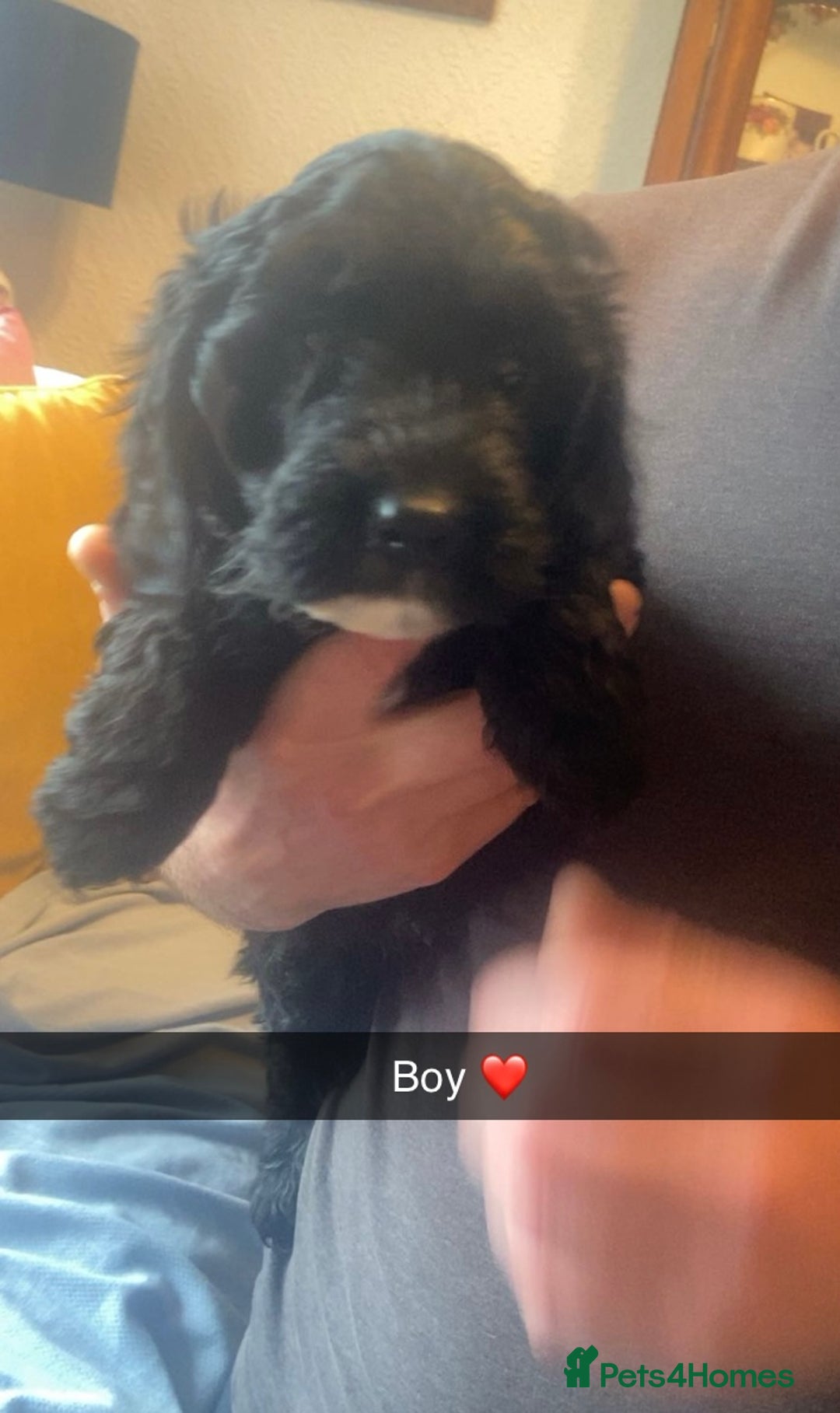 Cockapoo dogs for sale: Beautiful F1 cockapoo  - Advert 4