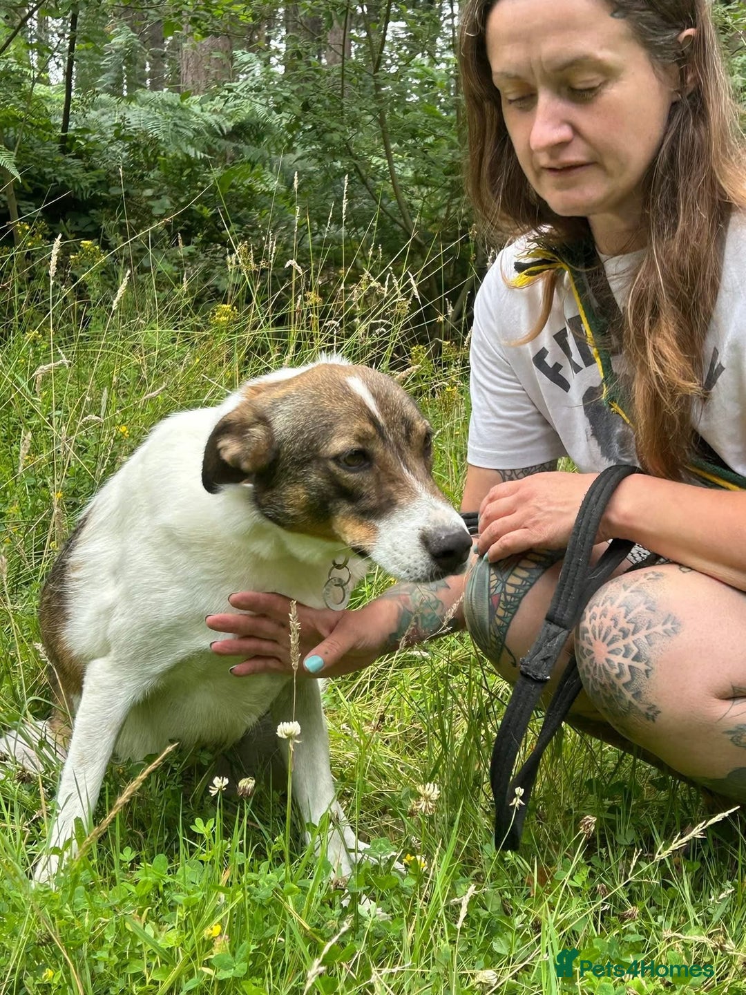 Mixed Breed dogs for adoption: Eddie - Norwich Norfolk  - Image 20