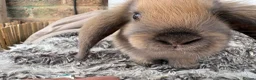 Mini Lop rabbits for sale: Beautiful Mini Lop Baby Rabbits🐇❤️ in Coalville - Advert 3