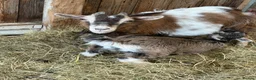 Goats livestock for sale: Pygmy Goats For Sale in Welshpool - Advert 1