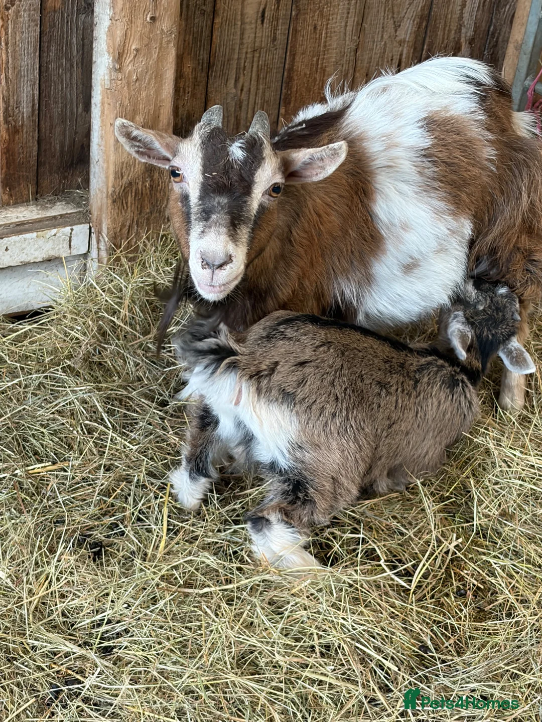 Goats livestock for sale: Pygmy Goats For Sale in Welshpool - Advert 1