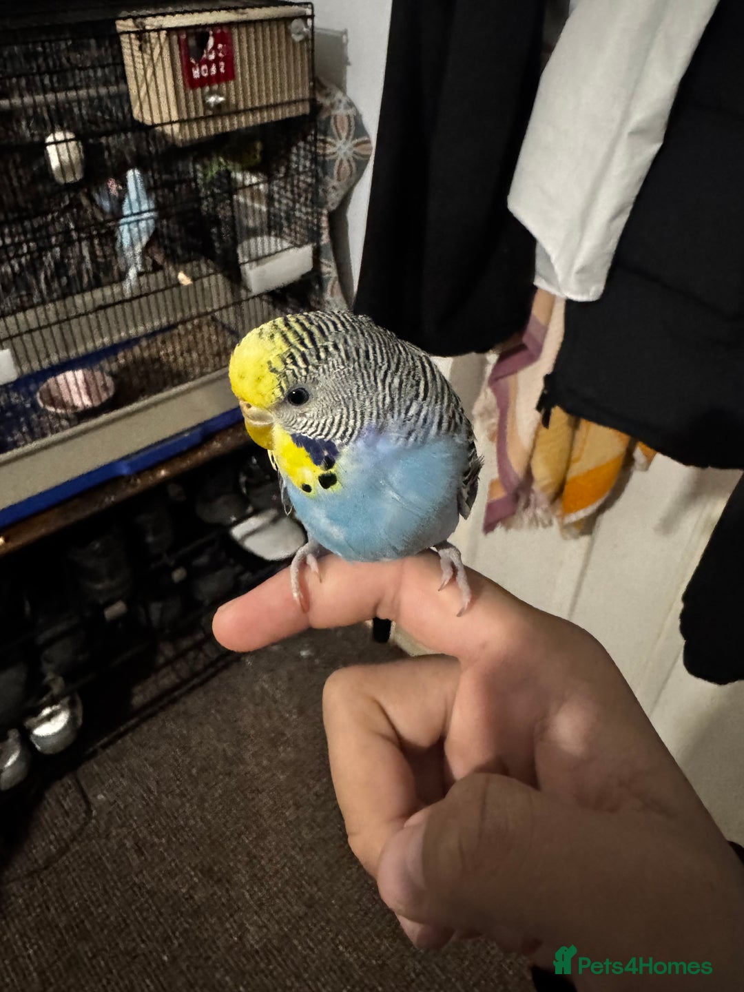 Finches birds for sale: Breeder budgies for sale  - Advert 11