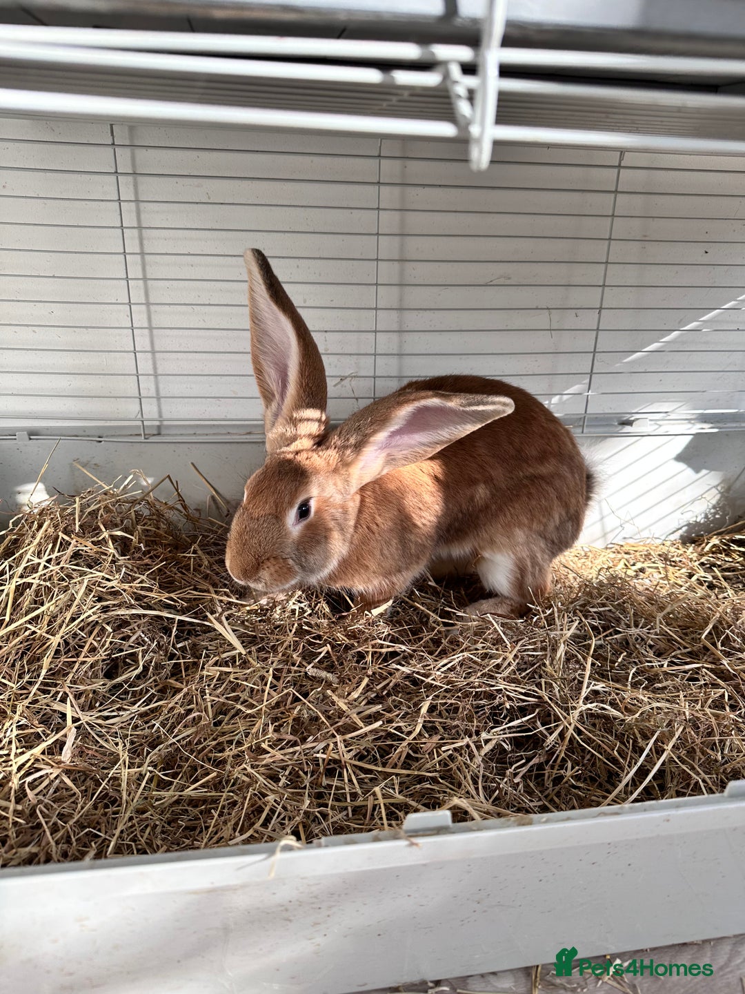 Continental Giant rabbits for sale: 2 French giant lops  - Advert 3