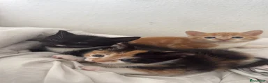 Mixed Breed 1