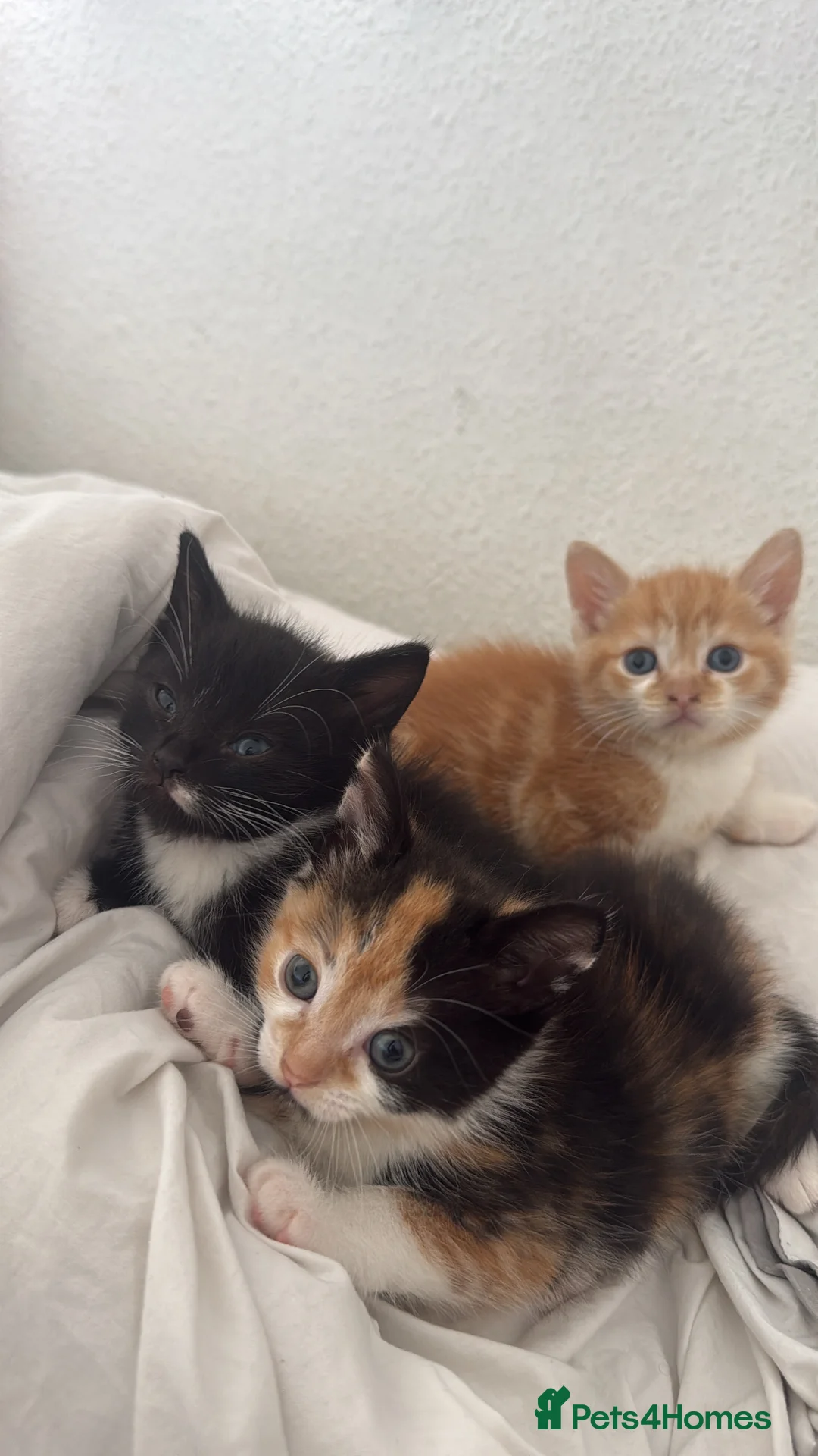 Mixed Breed cats for sale: Mixed Breed Litter in Coventry - Advert 2