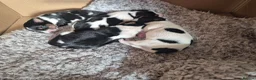 Jack Russell dogs for sale: Jack Russell puppies  - Advert 8