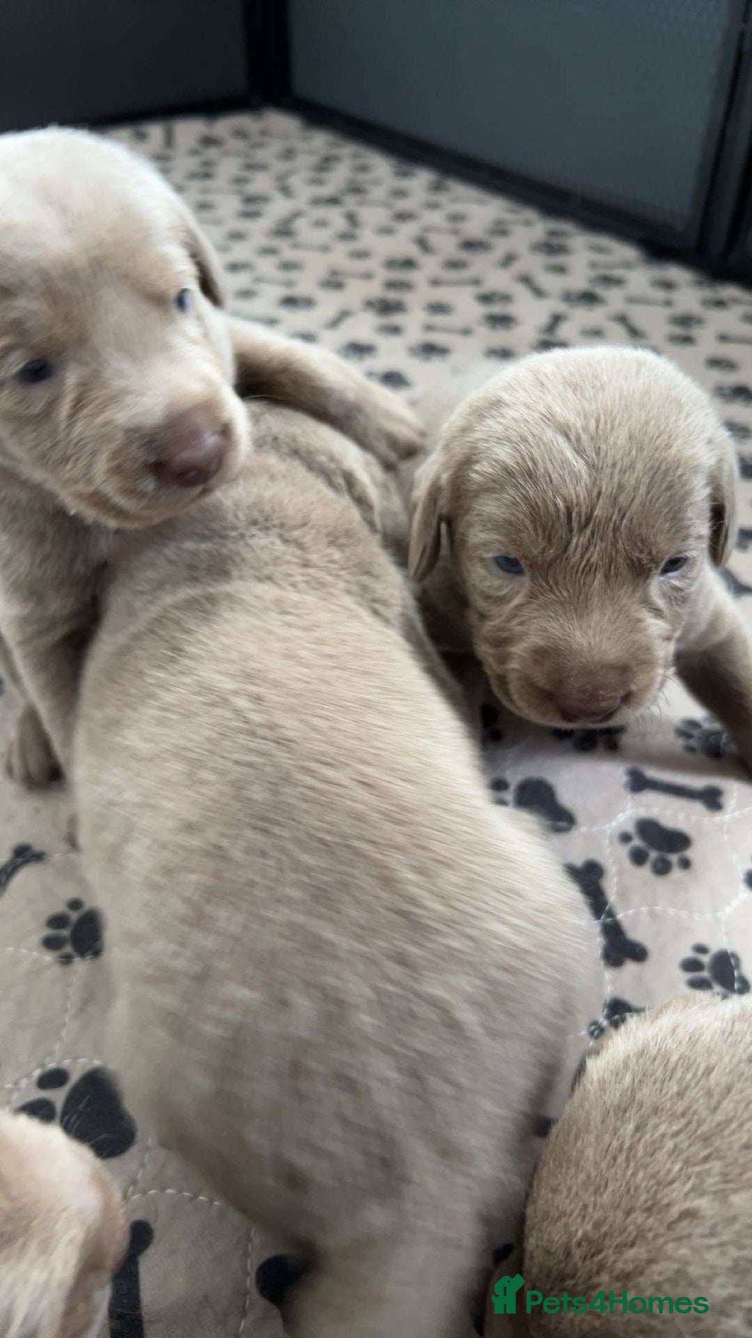Labrador Retriever dogs for sale: Silver labradors *READY TO LEAVE* - Image 4