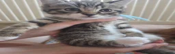 Mixed Breed cats for sale: Adorable Persian cross Tabby kittens  - Advert 10