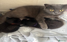 British Shorthair cats for sale: British short hair x - Image 9