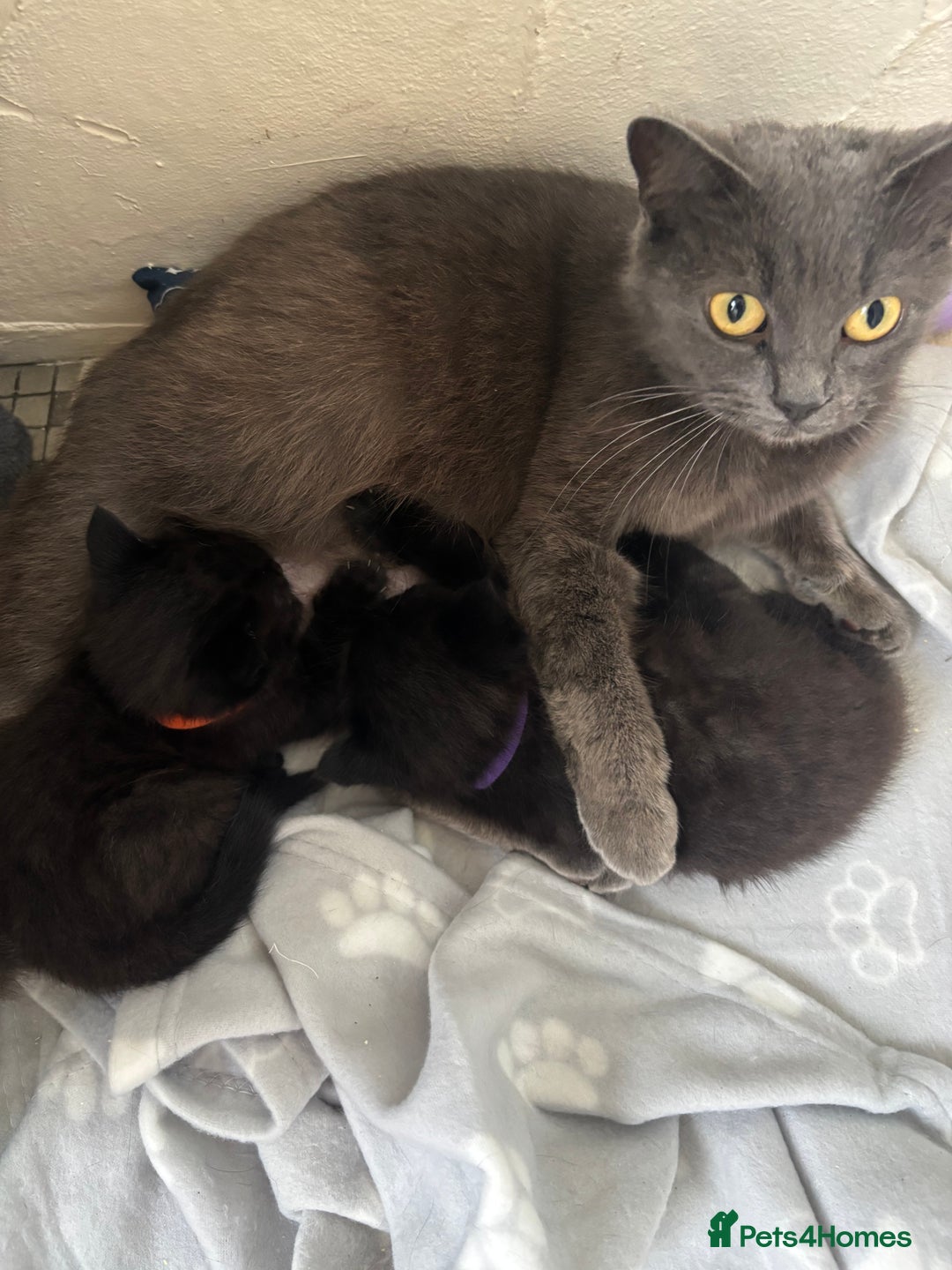 British Shorthair cats for sale: British short hair x - Image 9