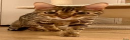 Bengal cats for sale: Beautiful 12-Month Female Bengal Cat for Sale - Advert 2