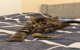 Siberian cats for sale: Purebred Siberian  - Image 5