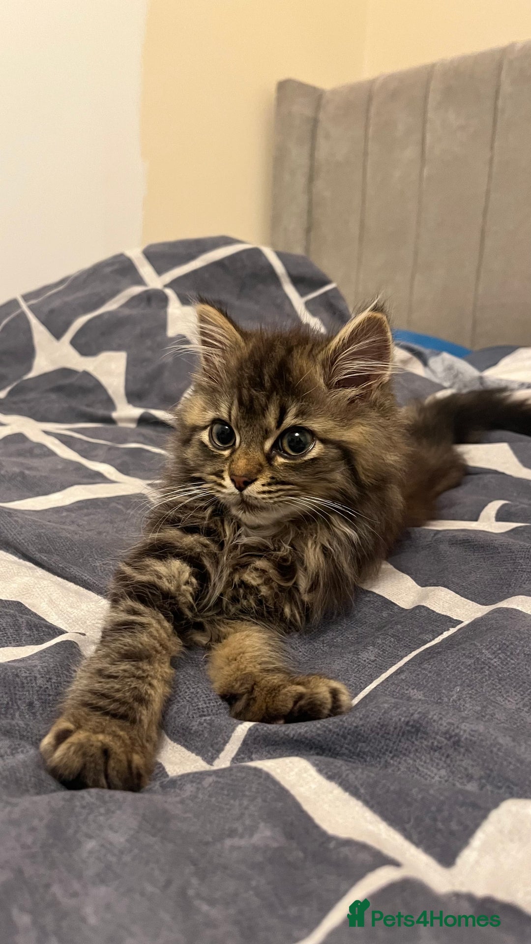 Siberian cats for sale: Purebred Siberian  - Image 5