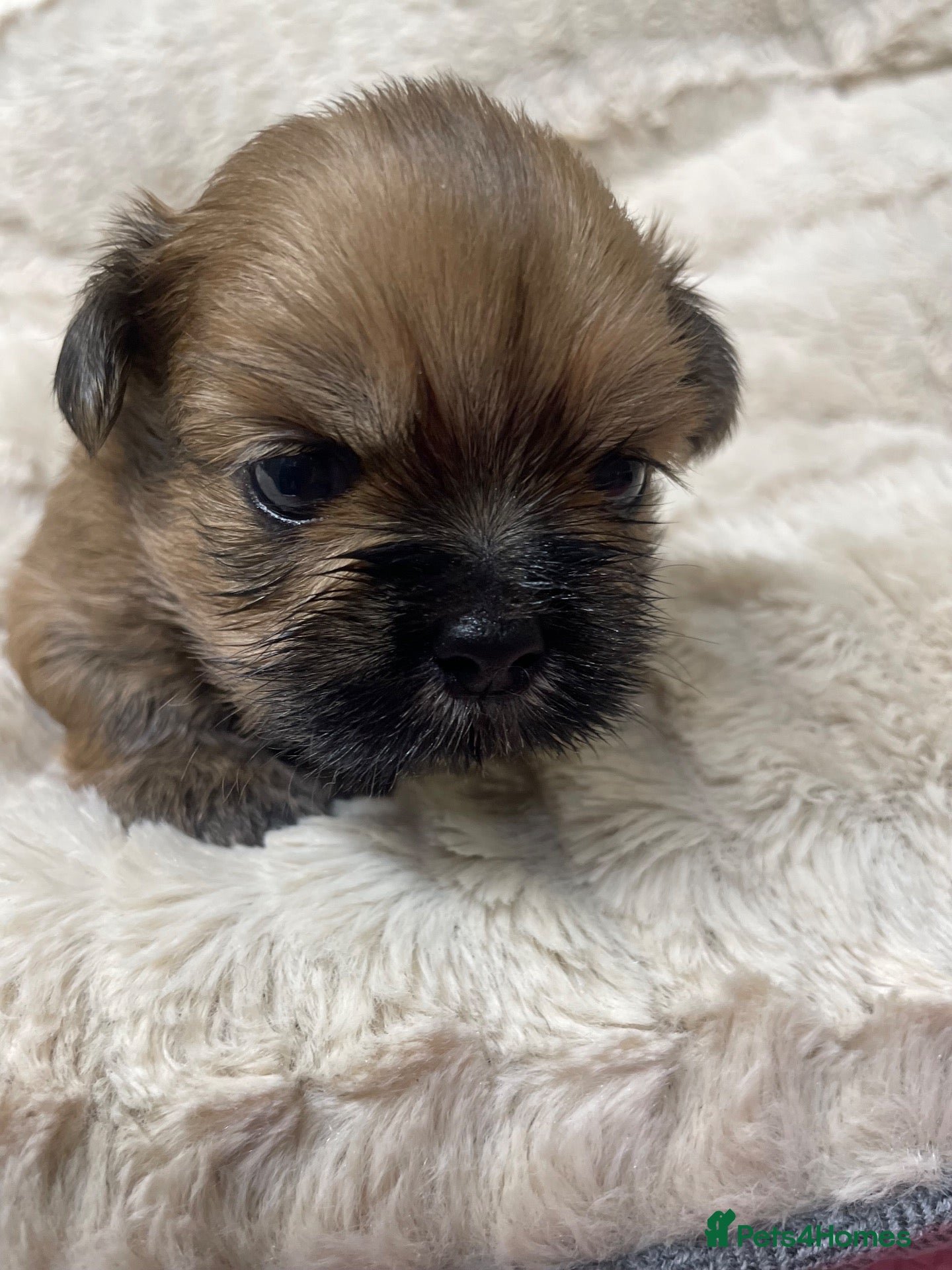 Shih Tzu dogs Shihtzu babies - Advert 3