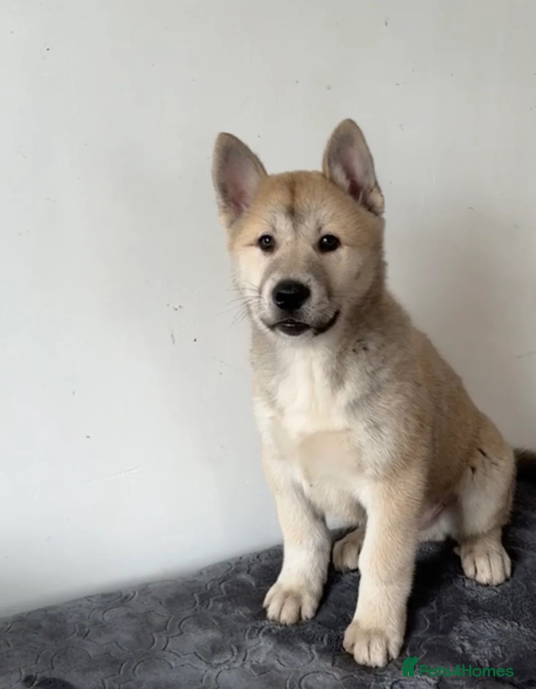 Siberian Husky dogs for sale: Siberian husky  - Advert 2