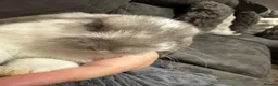 Mini Lop rabbits for sale: Pure Breed Mini Lop Babies  in Hailsham - Advert 20