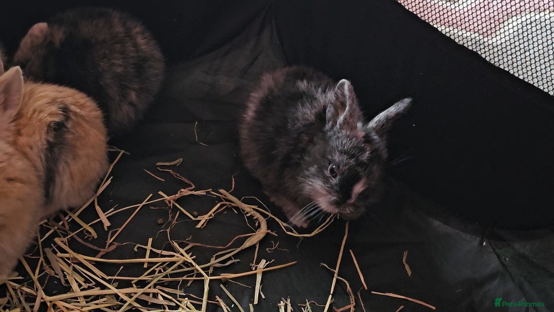 Harlequin rabbits for sale: 7 beautiful Harlequin bunnies looking for a new 🏡 - Image 8