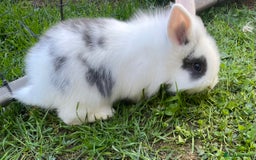 Lionhead rabbits for sale: Lion head  - Image 32