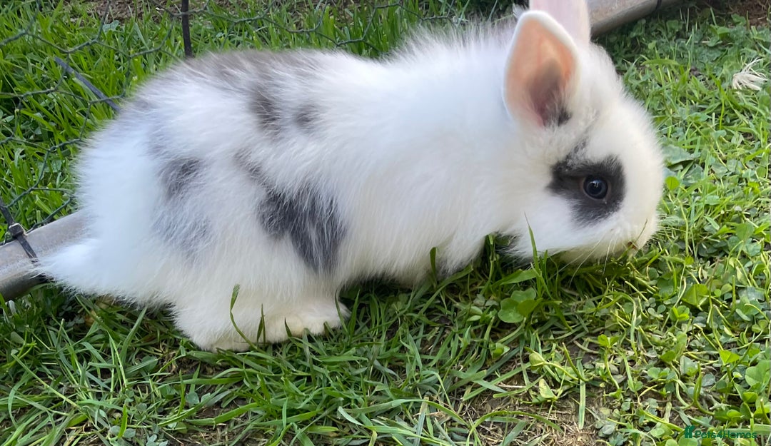 Lionhead rabbits for sale: Lion head  - Image 32