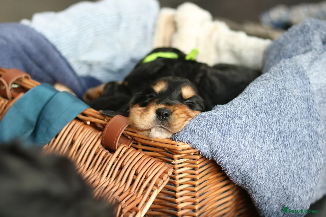 Sprocker dogs for sale: Sprocker Spaniel Puppies  - Advert 14