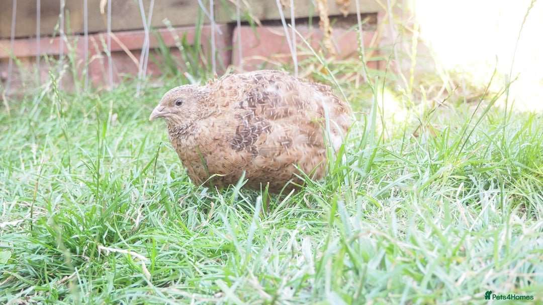 Mixed Breed birds for sale: Jumbo Coturnix Quail Mix Of Colours - Image 3