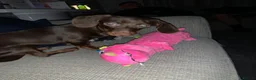 Miniature Dachshund dogs for sale: Beautiful chocolate brown dachshund  in Stafford - Advert 2