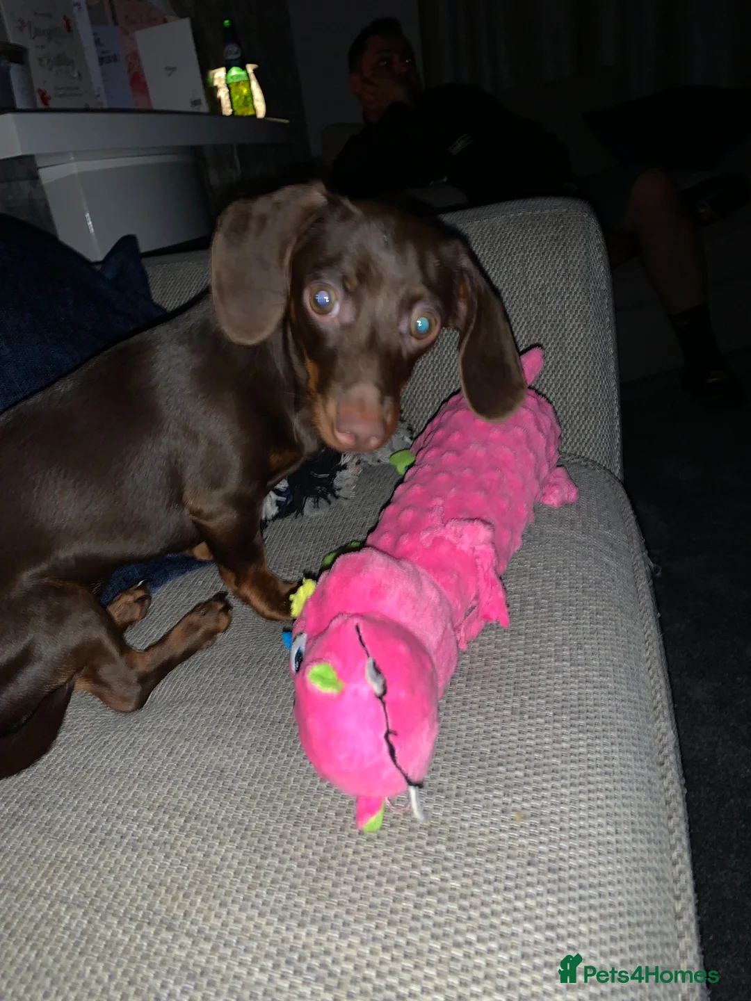 Miniature Dachshund dogs for sale: Beautiful chocolate brown dachshund  in Stafford - Advert 2